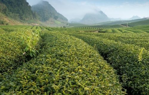 A cup of tea to boost immunity?